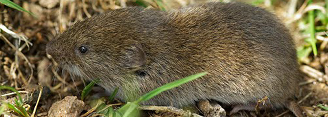 Microtus lusitanicus