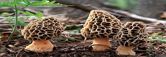 Morchella esculenta