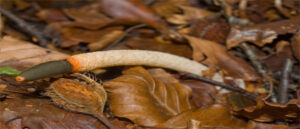 Asier Uribeetxebarria