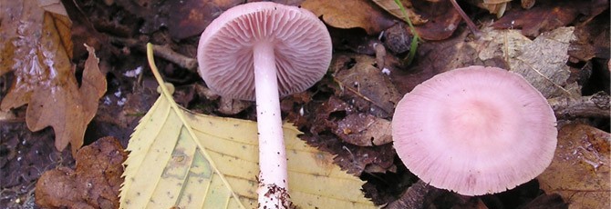 Mycena pura