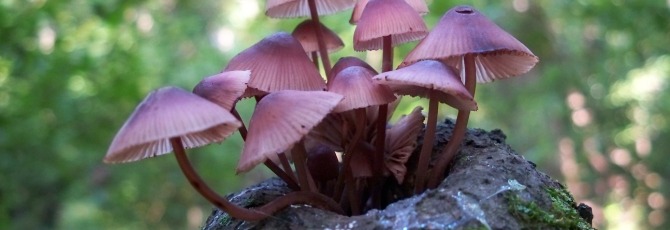Mycena haematopus