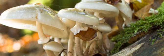 Oudemansiella mucida