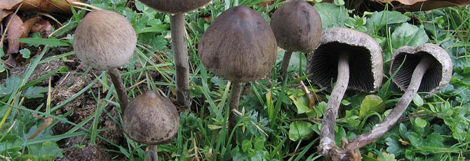 Panaeolus sphinctrinus