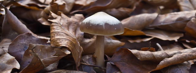 Rhodocollybia butyracea