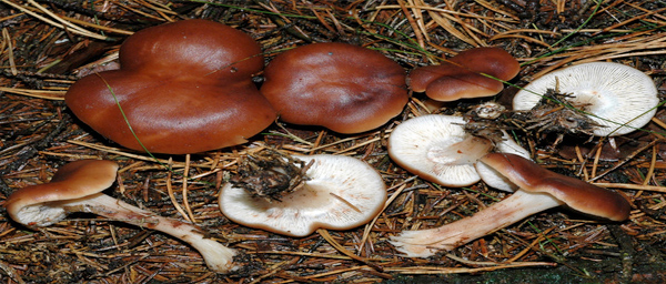 Rhodocollybia prolixa