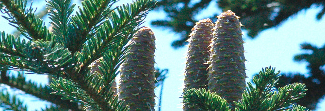 Abies alba