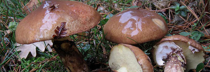 Suillus luteus