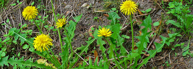 Taraxacum officinale