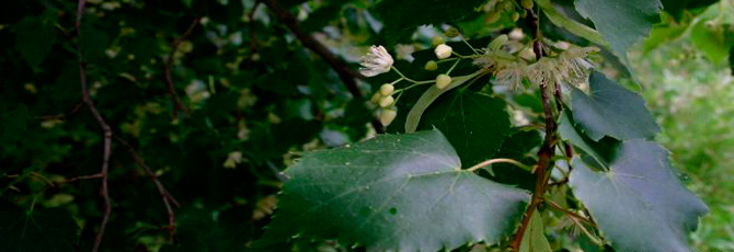 Tilia cordata