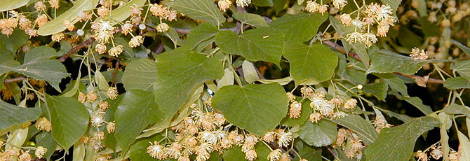 Tilia platyphyllos