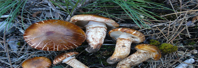 Tricholoma focale