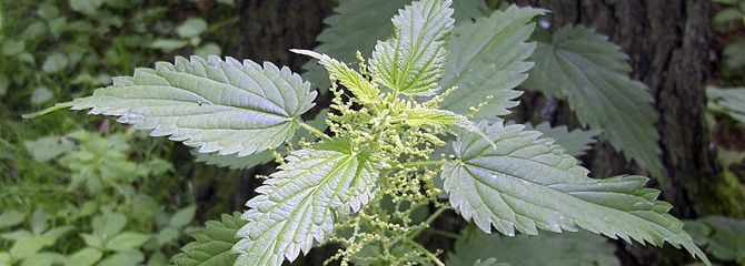 Urtica dioica