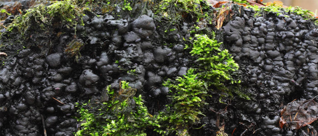 Kretzschmaria deusta