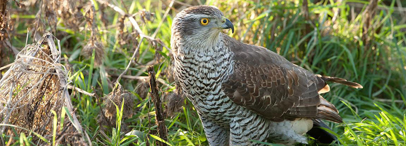 Accipiter gentilis