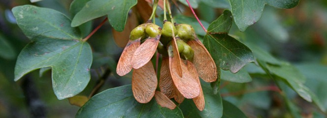 Acer monspessulanum
