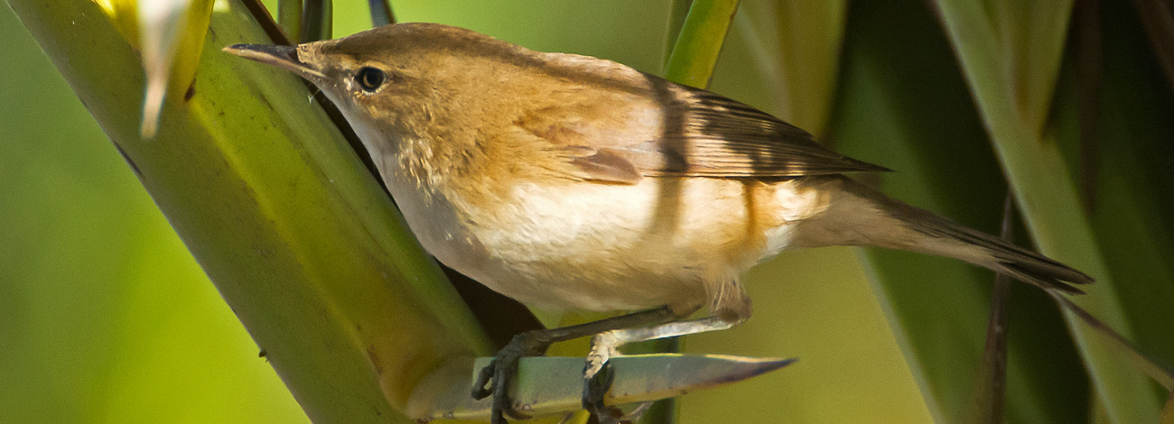 Acrocephalus scirpaceus