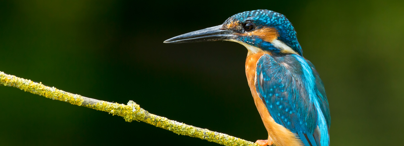Alcedo atthis