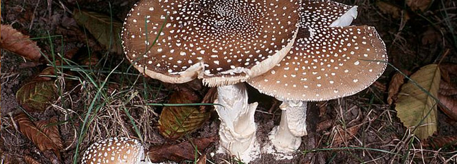 Amanita pantherina