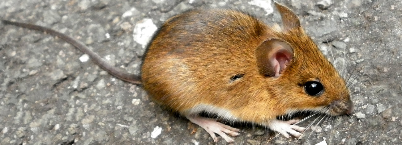 Apodemus flavicollis