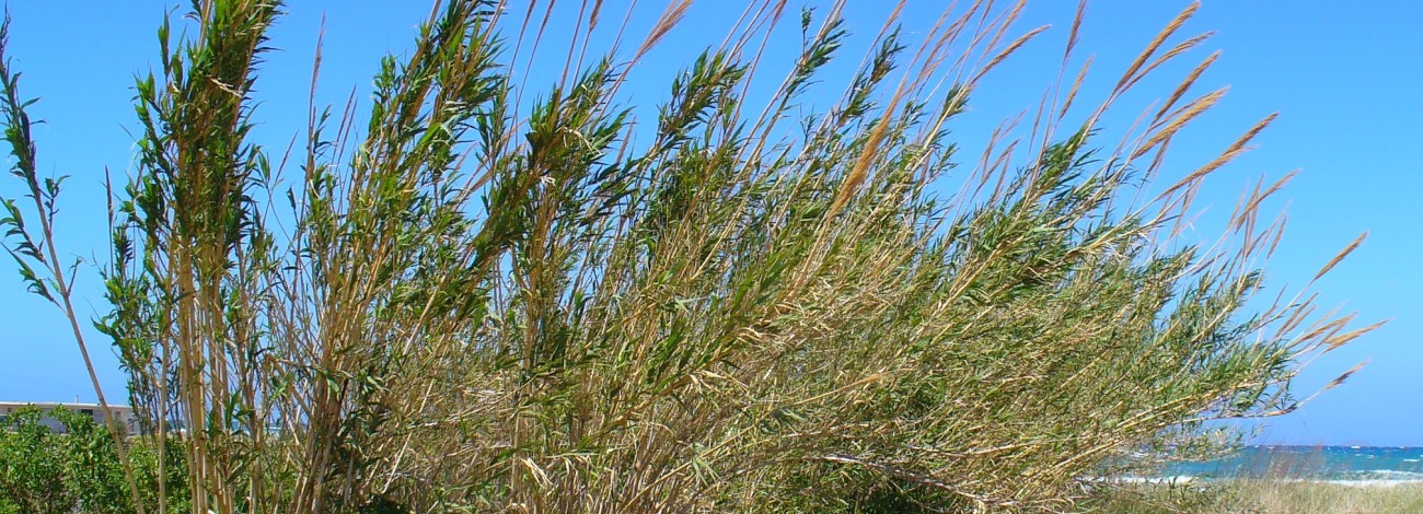 Arundo donax