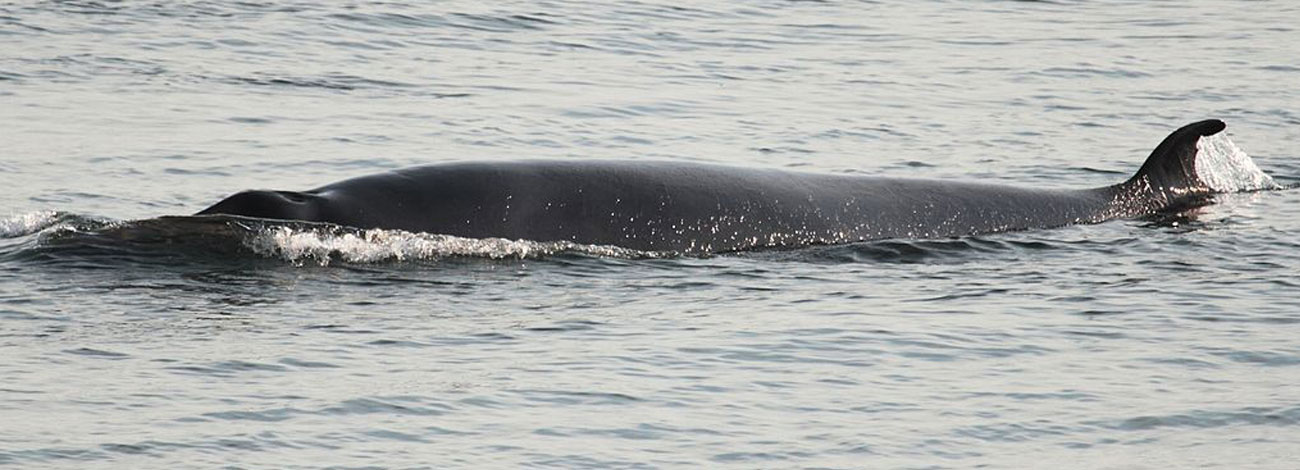 Balaenoptera acutorostrata