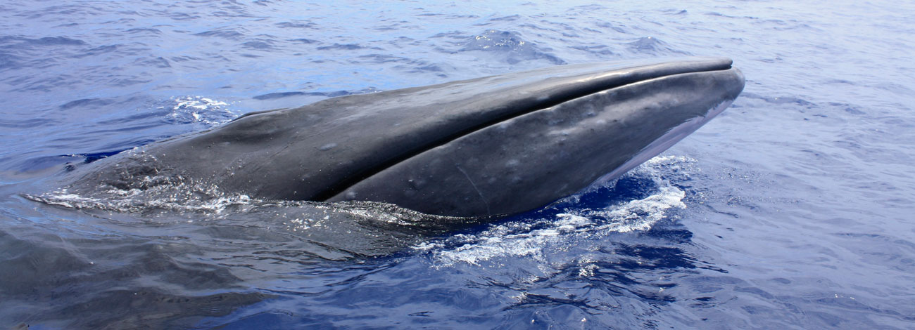 Balaenoptera borealis