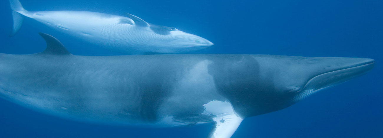 Balaenoptera physalus