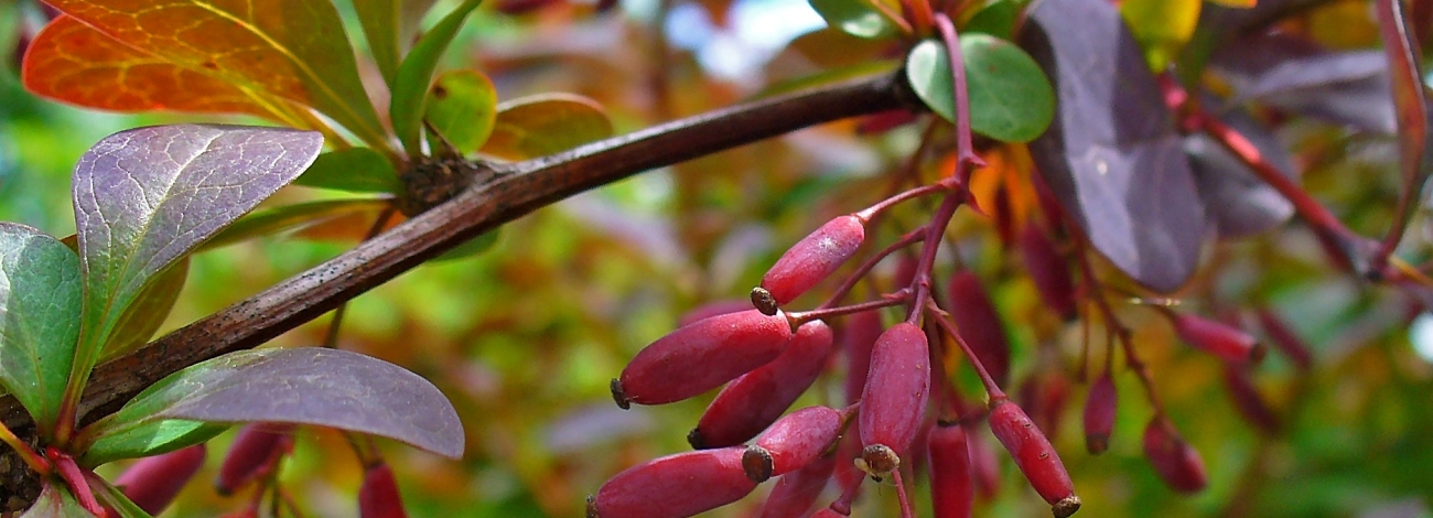 Berberis vulgaris