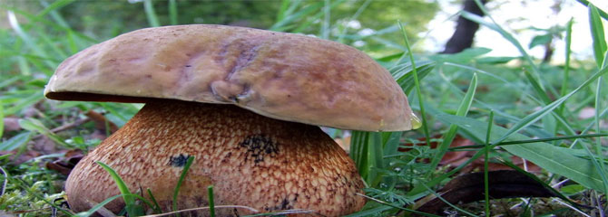 Boletus luridus