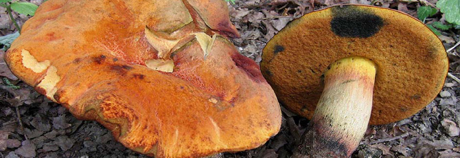 Boletus queletii