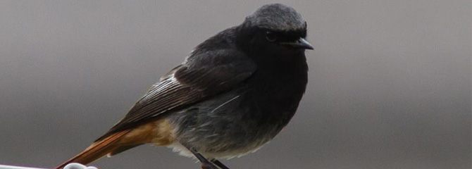 Phoenicurus ochruros