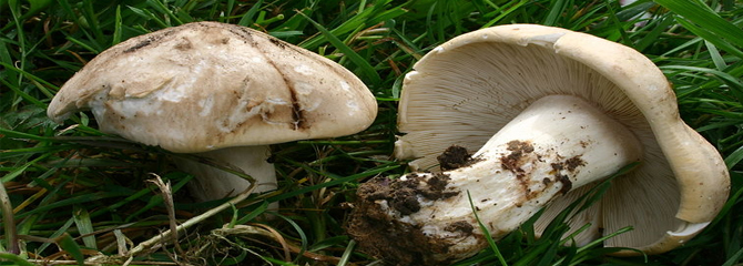 Calocybe gambosa