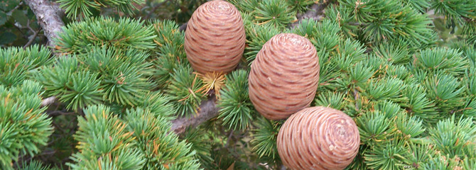 Cedrus atlantica