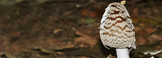 Coprinopsis picacea