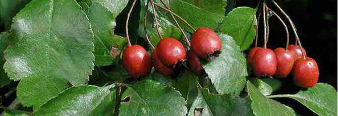 Crataegus laevigata