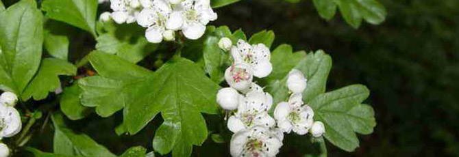Crataegus monogyna