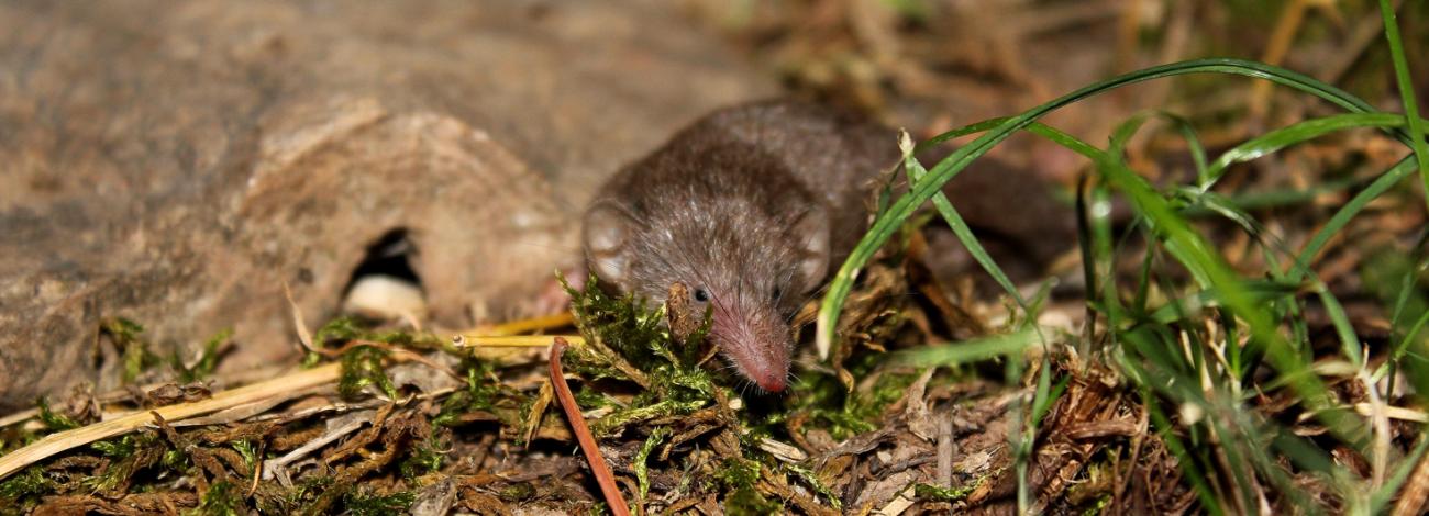 Crocidura suaveolens