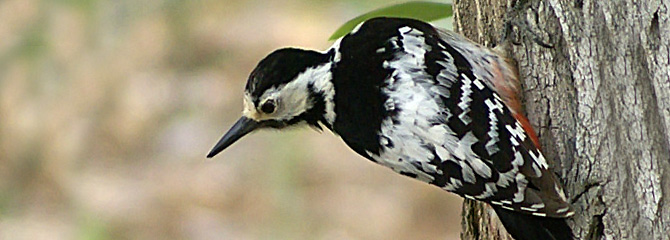 Dendrocopos leucotos