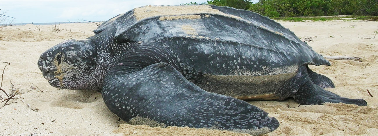 Dermochelys coriacea