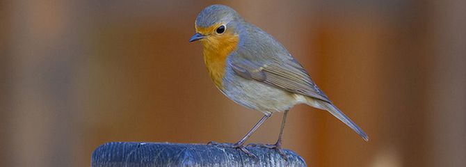 Erithacus rubecula