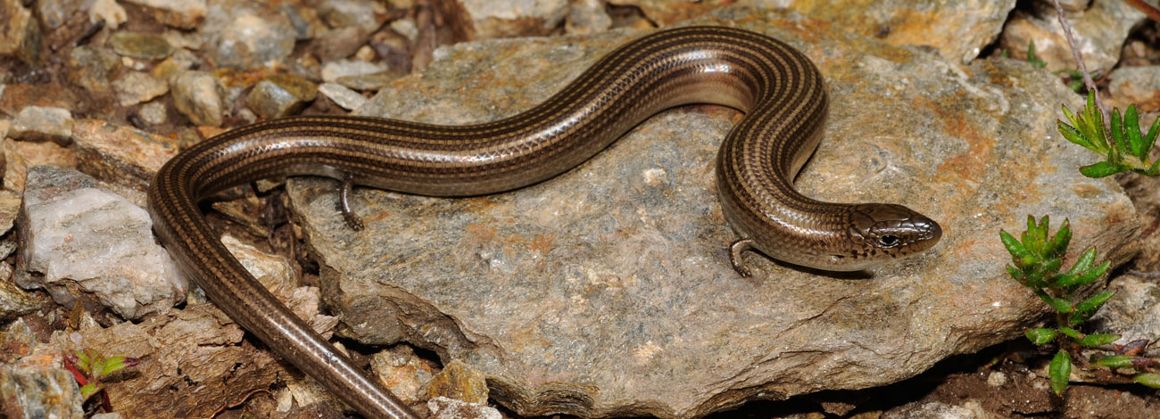 Chalcides striatus