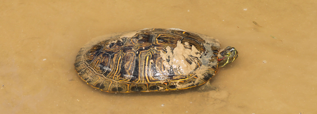 Trachemys scripta
