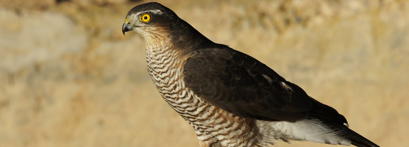 Accipiter nisus