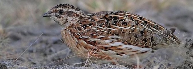Coturnix coturnix