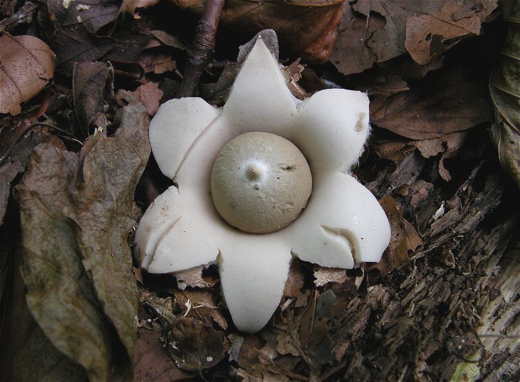 Geastrum fimbriatum