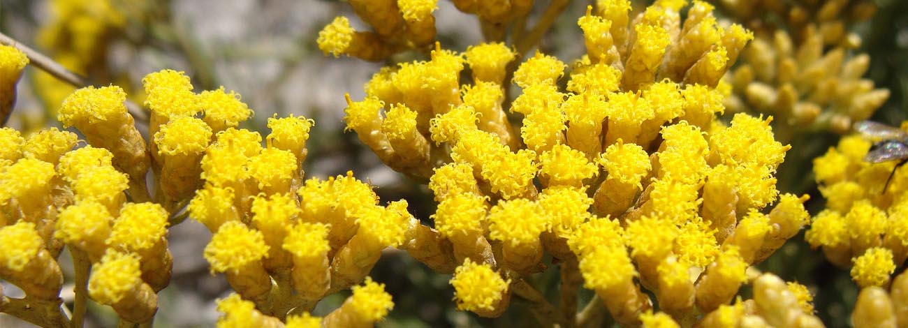 Helichrysum italicum