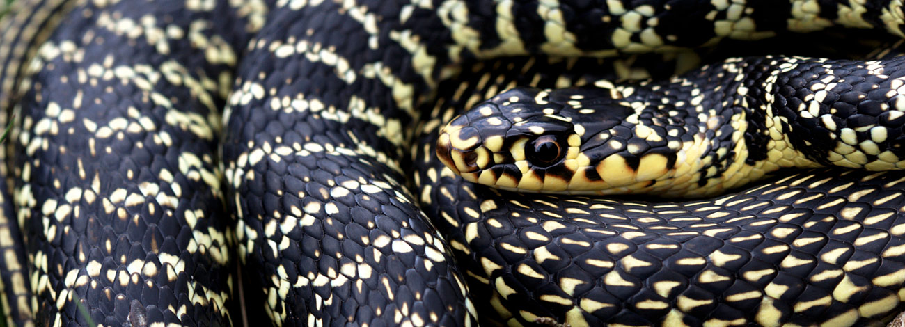 Hierophis viridiflavus