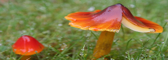 Hygrocybe conica