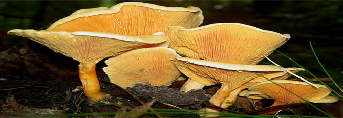 Hygrophoropsis aurantiaca
