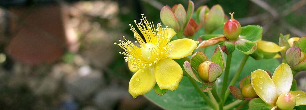Hypericum androsaemum